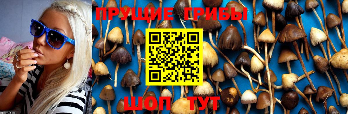 Псилоцибиновые грибы мицелий  Вход с VPN  Горно-Алтайск 